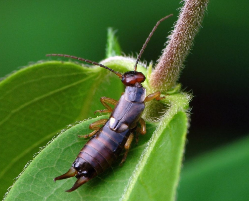 Forficula auricularia – Gemeiner Ohrwurm