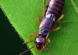 Forficula auricularia – Gemeiner Ohrwurm