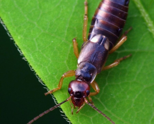 Forficula auricularia – Gemeiner Ohrwurm