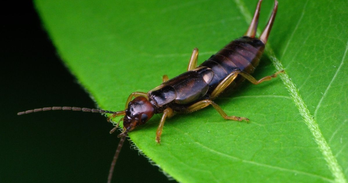 Forficula auricularia - Gemeiner Ohrwurm
