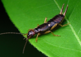 Forficula auricularia - Gemeiner Ohrwurm