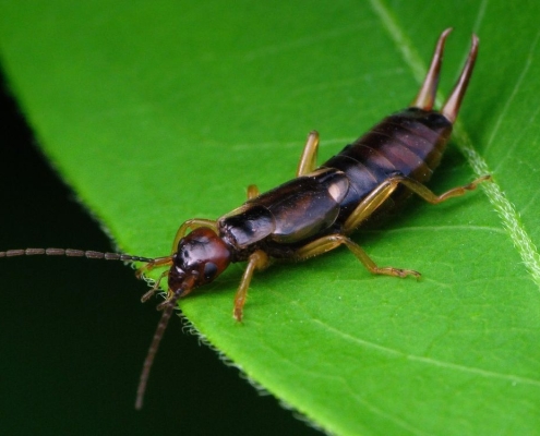 Forficula auricularia - Gemeiner Ohrwurm