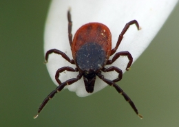 Ixodes rizinus - Gemeiner Holzbock