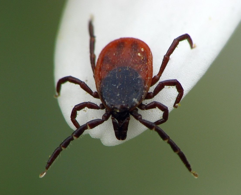 Ixodes rizinus - Gemeiner Holzbock