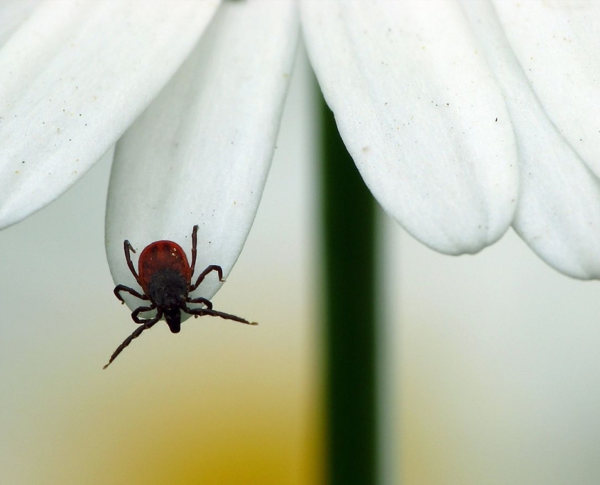 Ixodes rizinus - Gemeiner Holzbock