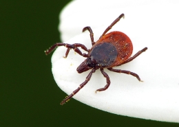 Ixodes rizinus - Gemeiner Holzbock