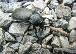 Käfer - Körperbau am Beispiel von Carabus coriaceus