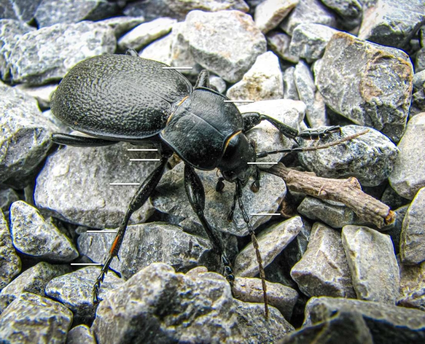 Käfer - Körperbau am Beispiel von Carabus coriaceus