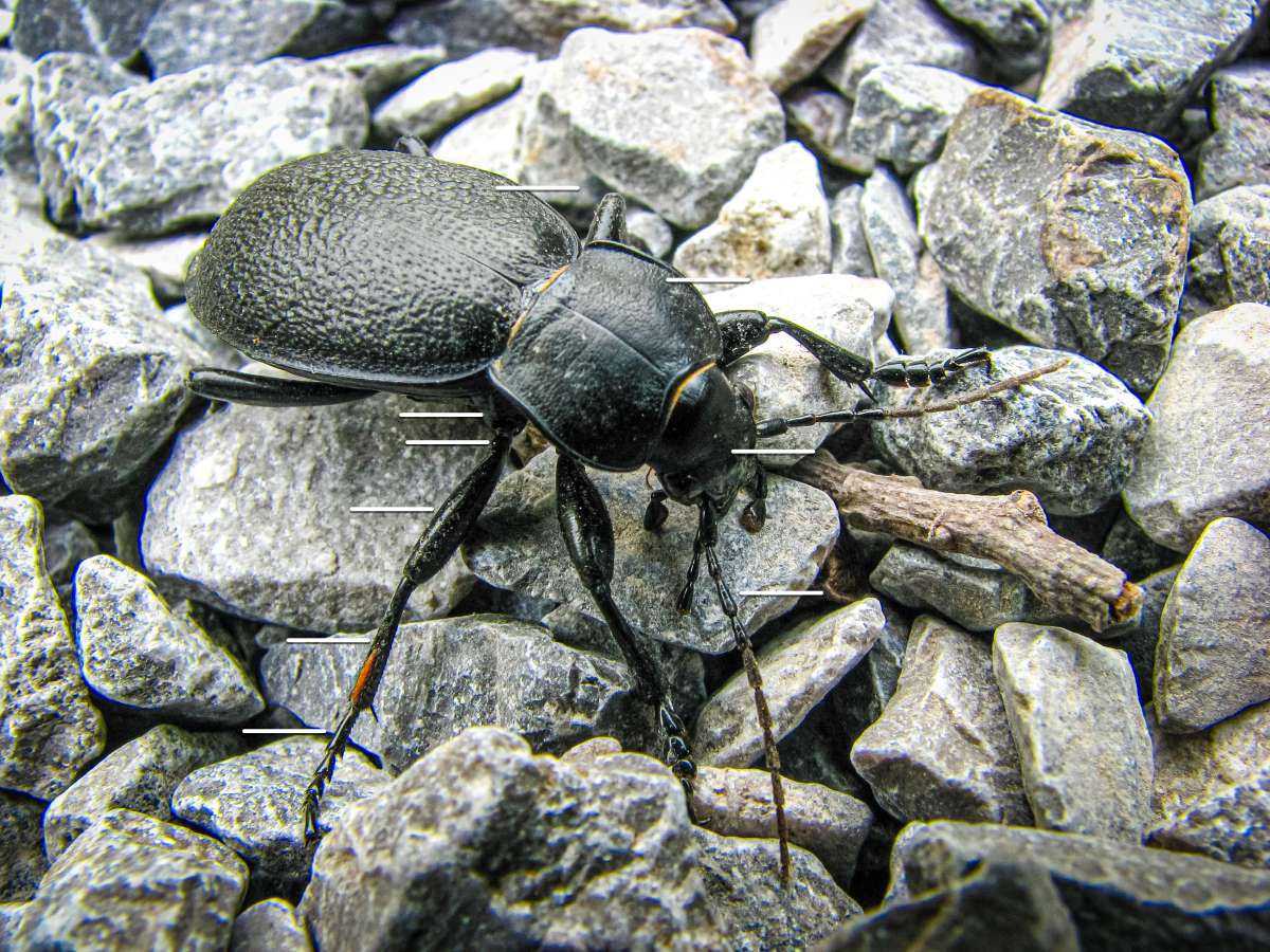 Käfer - Körperbau am Beispiel von Carabus coriaceus Käfer - Körperbau am Beispiel von Carabus coriaceus