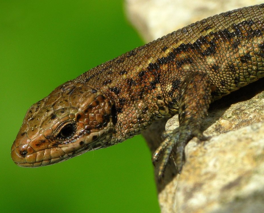 Zootica vivipara - Waldeidechse