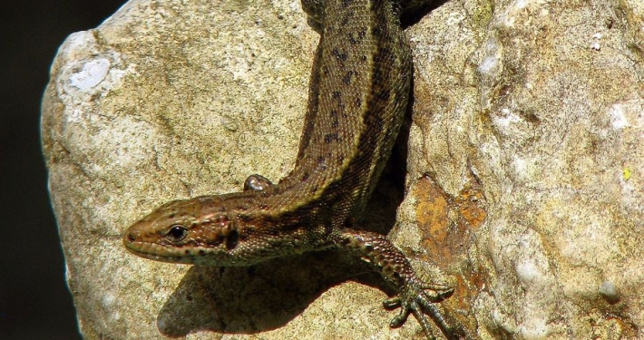 Zootica vivipara - Waldeidechse