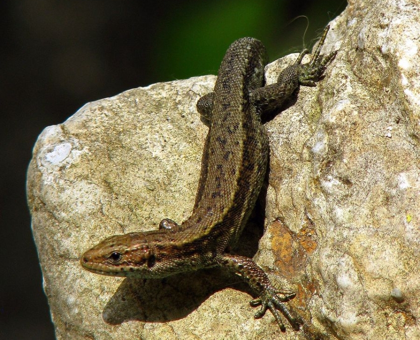 Zootica vivipara - Waldeidechse