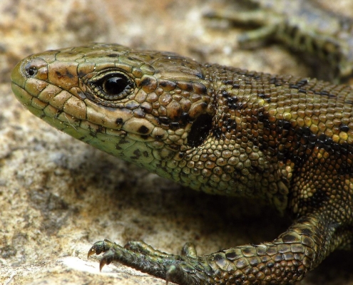 Zootica vivipara - Waldeidechse