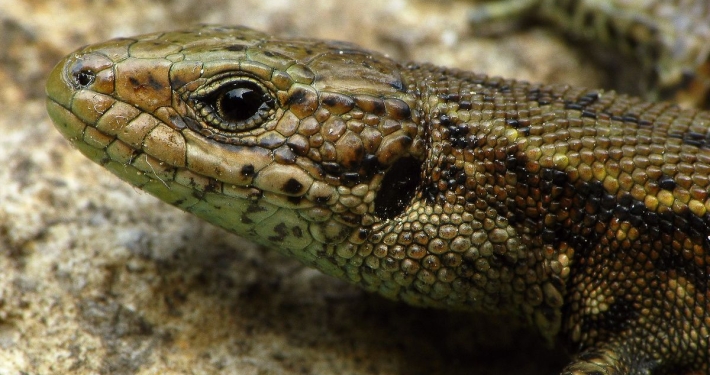 Zootica vivipara - Waldeidechse