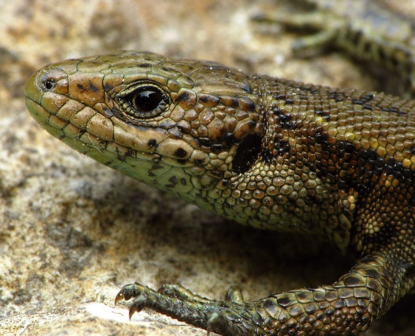 Zootica vivipara - Waldeidechse