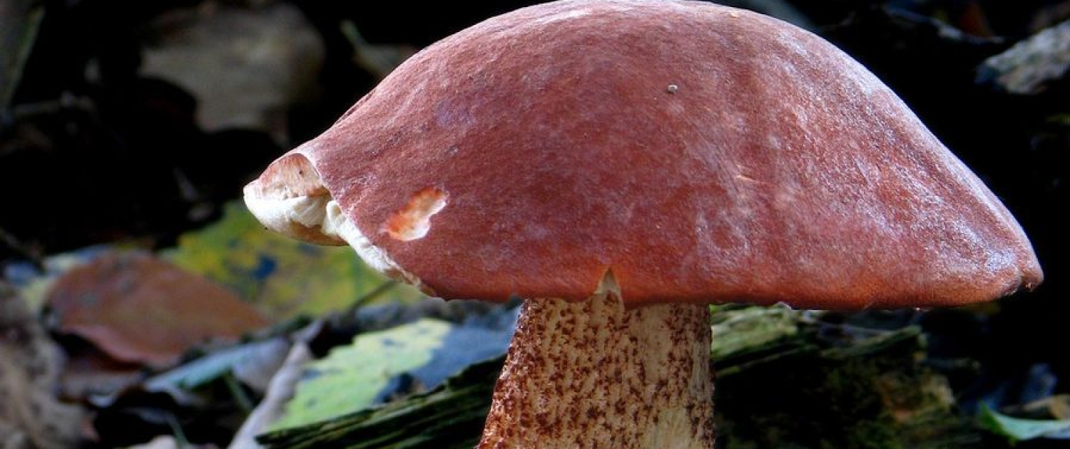 Leccinum querciunum - Eichenrotkappe