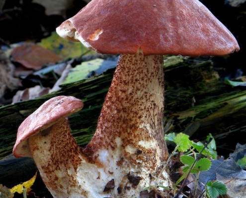 Leccinum querciunum - Eichenrotkappe