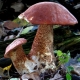 Leccinum querciunum - Eichenrotkappe