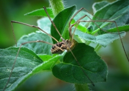 Leiobunum limbatum - Ziegelrückenkanker