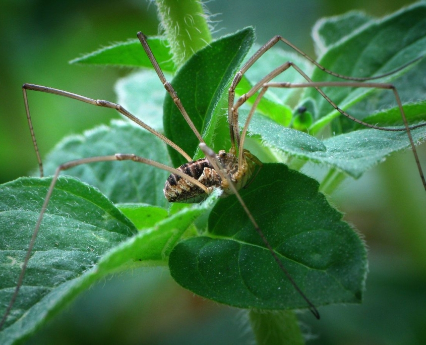 Leiobunum limbatum - Ziegelrückenkanker