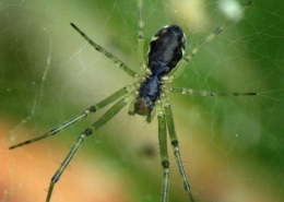 Linyphia triangularis - Gemeine Baldachinspinne