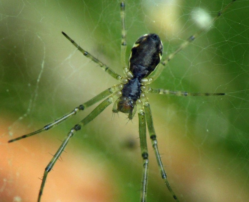 Linyphia triangularis - Gemeine Baldachinspinne