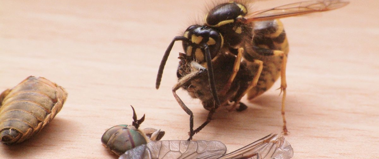 Wespe zerteilt eine Bremse