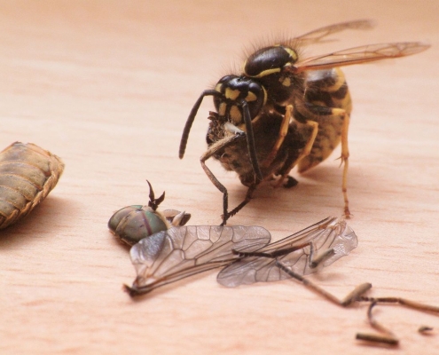 Wespe zerteilt eine Bremse