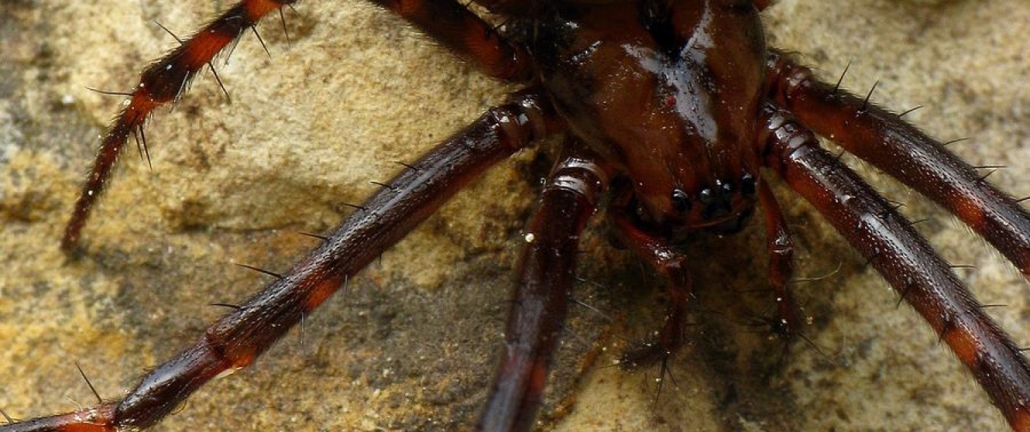 Meta menardi - Große Höhlenspinne