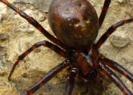 Meta menardi - Große Höhlenspinne