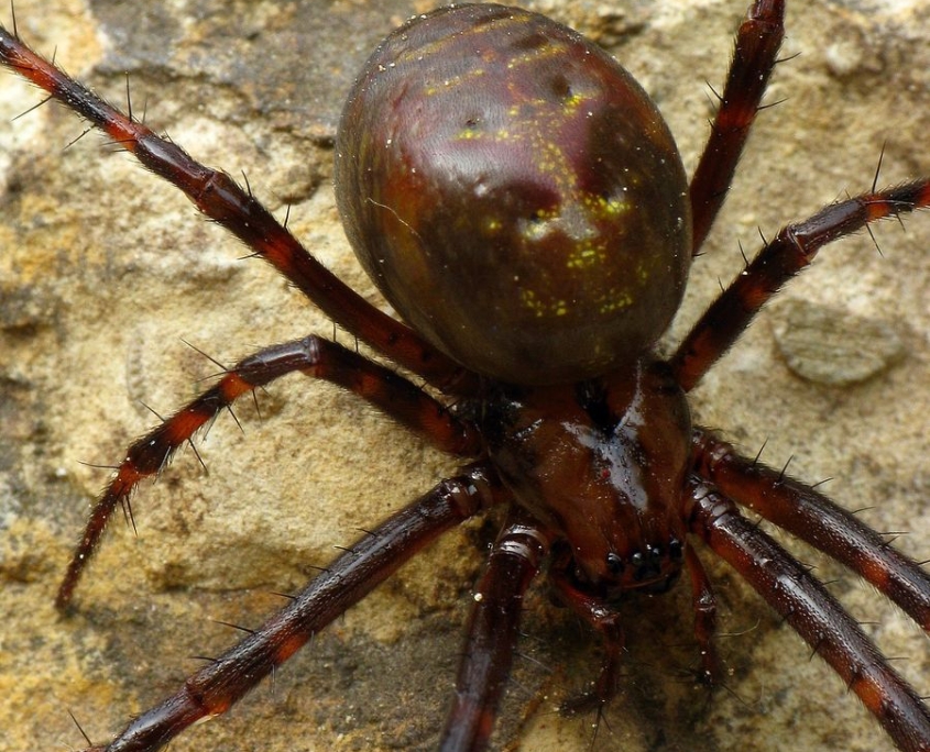 Meta menardi - Große Höhlenspinne