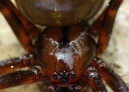 Meta menardi - Große Höhlenspinne