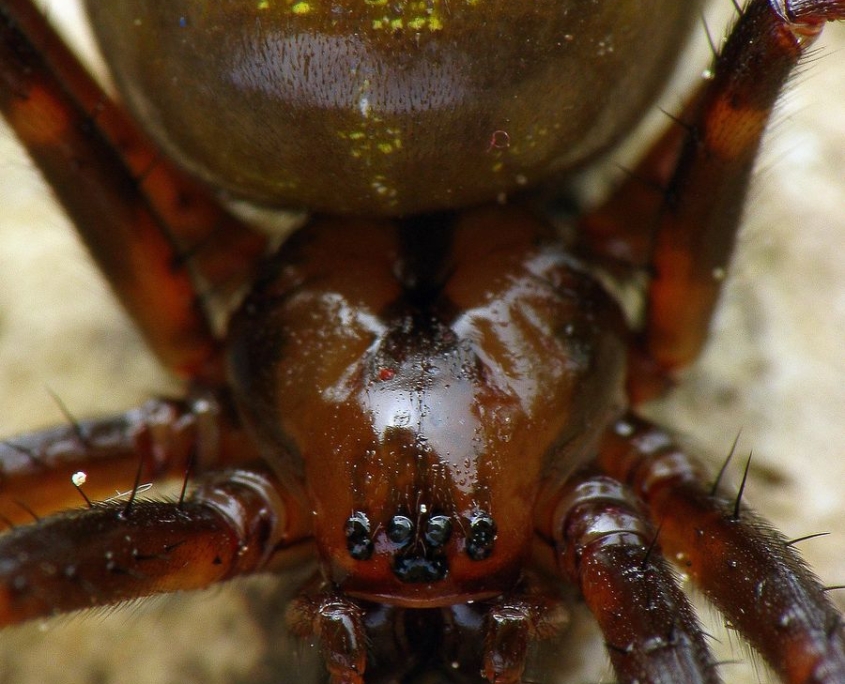 Meta menardi - Große Höhlenspinne