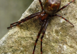 Meta menardi - Große Höhlenspinne