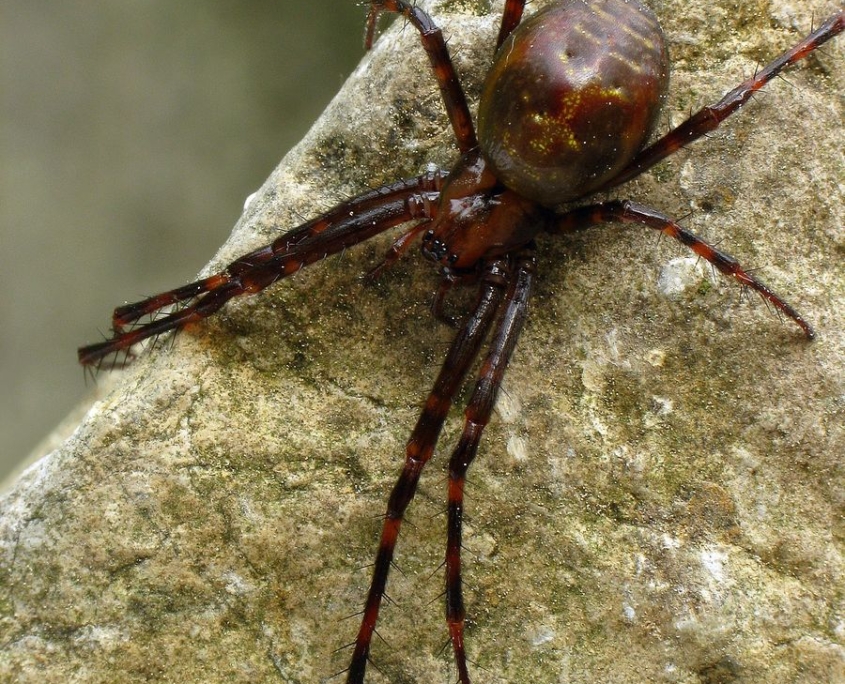 Meta menardi - Große Höhlenspinne