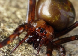 Meta menardi - Große Höhlenspinne