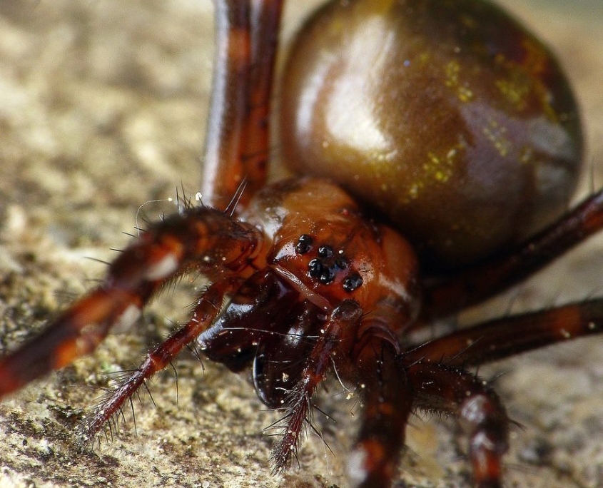 Meta menardi - Große Höhlenspinne