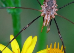 Phalangium opilio - Hornweberknecht
