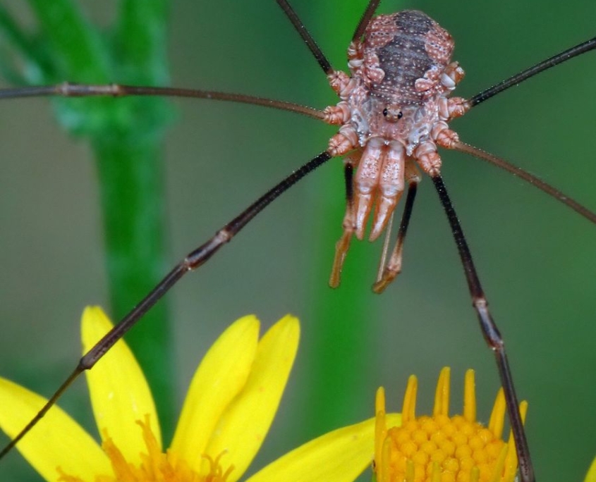 Phalangium opilio - Hornweberknecht