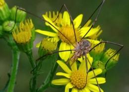 Phalangium opilio - Hornweberknecht