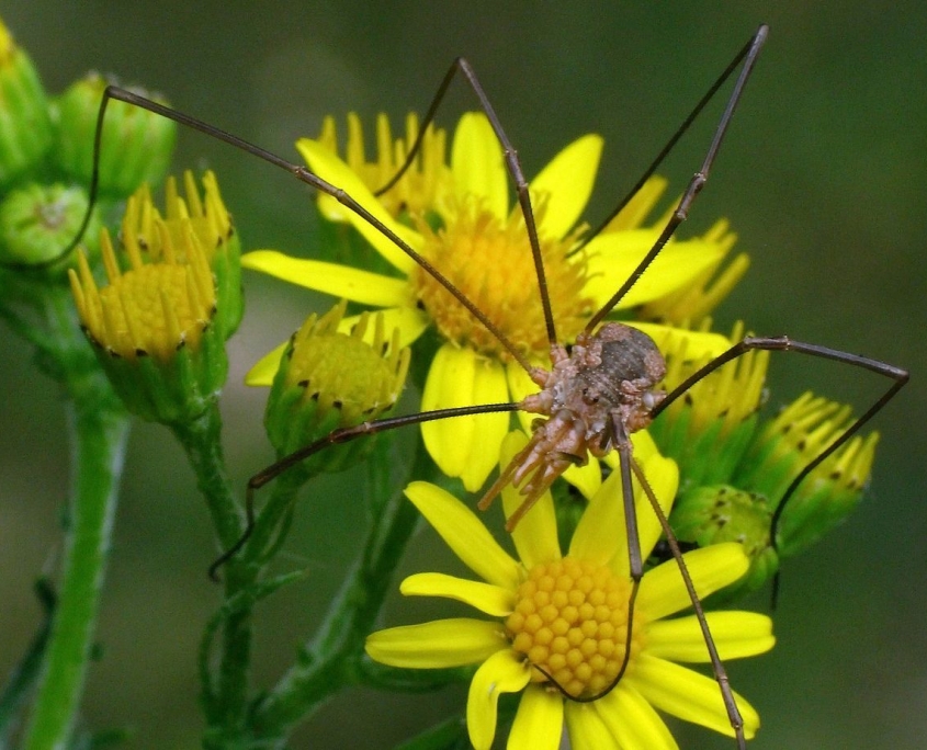 Phalangium opilio - Hornweberknecht