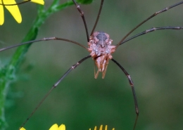 Phalangium opilio - Hornweberknecht