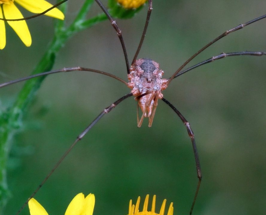 Phalangium opilio - Hornweberknecht