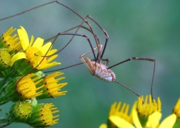 Phalangium opilio - Hornweberknecht