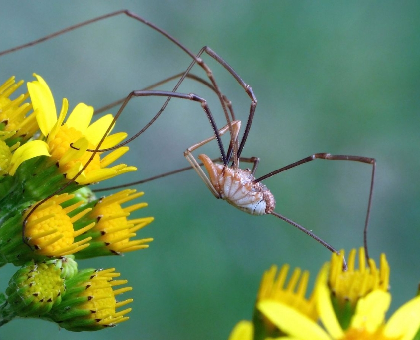 Phalangium opilio - Hornweberknecht