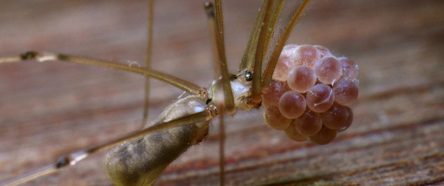 Pholcus phalangioides - Große Zitterspinne