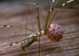 Pholcus phalangioides - Große Zitterspinne