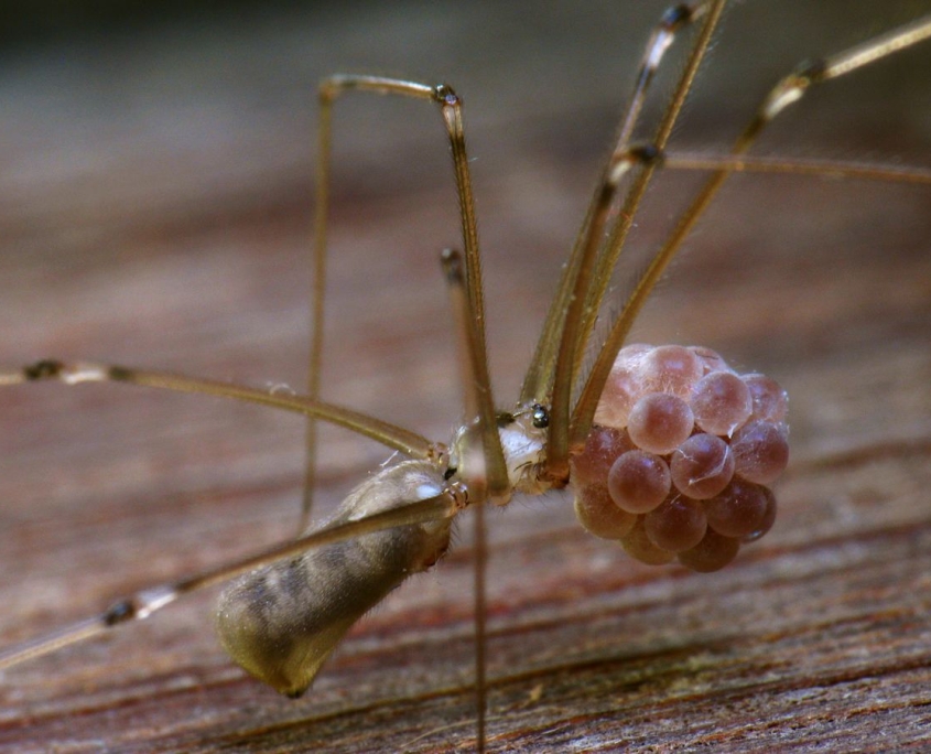 Pholcus phalangioides - Große Zitterspinne