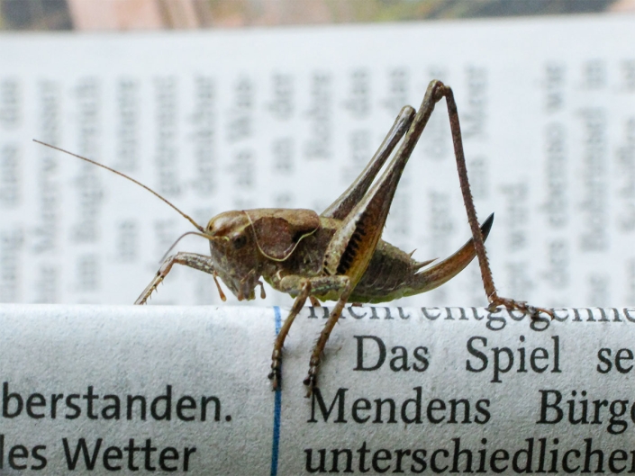 Pholidoptera griseoaptera - Gewöhnliche Strauchschrecke
