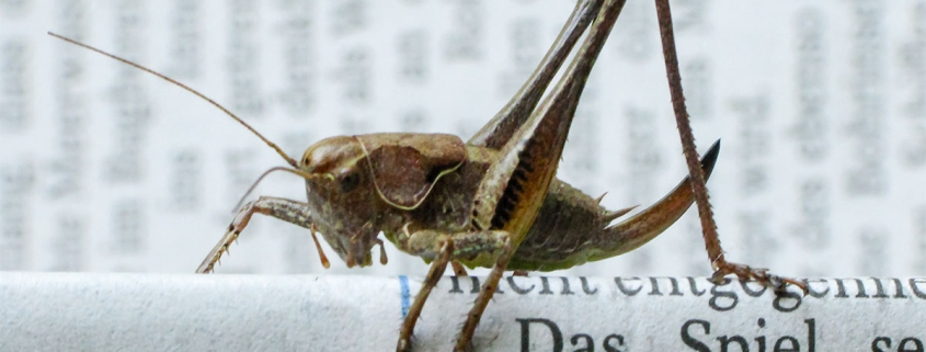 Pholidoptera griseoaptera - Gewöhnliche Strauchschrecke